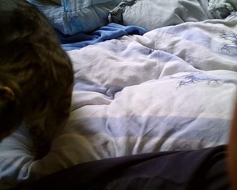 Blanding af racer Julie billede 4