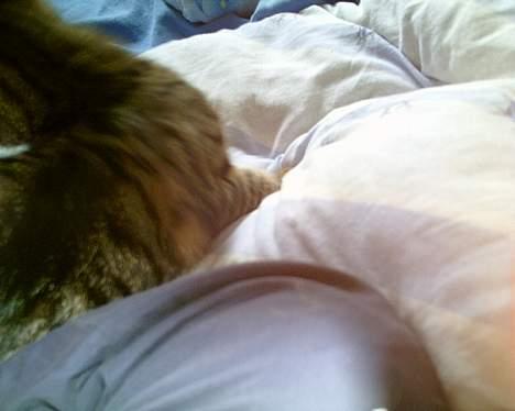 Blanding af racer Julie billede 5