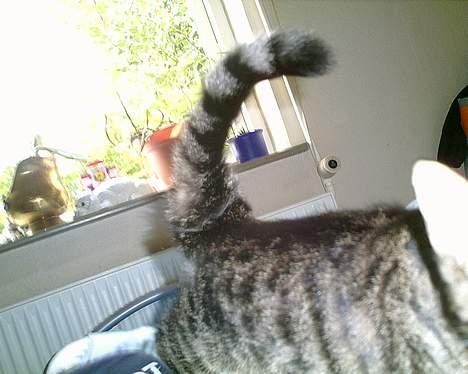 Blanding af racer Julie billede 6