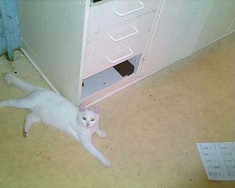 Blanding af racer Julie billede 7