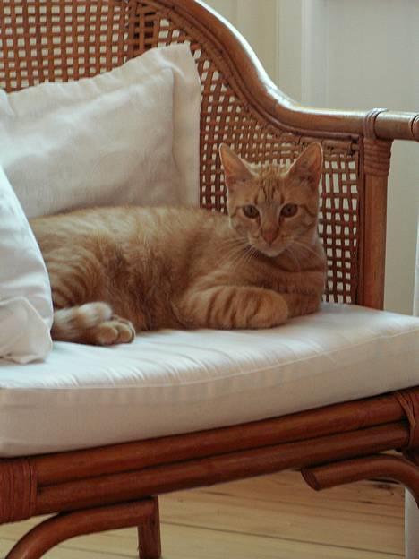 Blanding af racer Findus [Finn] billede 1