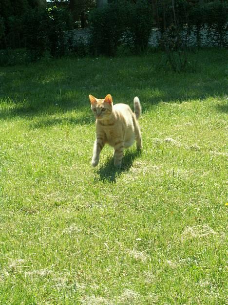 Blanding af racer Findus [Finn] billede 2