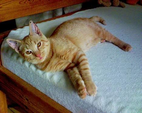 Blanding af racer Findus [Finn] billede 3