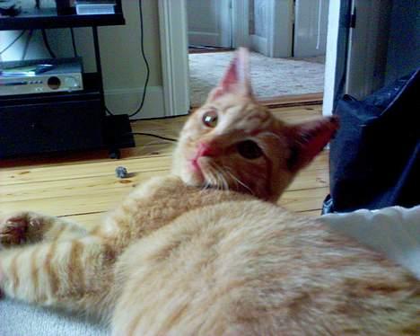 Blanding af racer Findus [Finn] billede 4