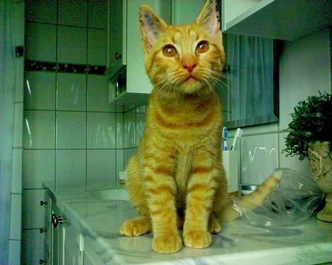 Blanding af racer Findus [Finn] billede 5