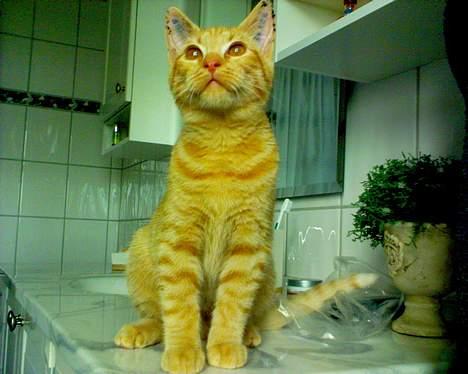 Blanding af racer Findus [Finn] billede 6