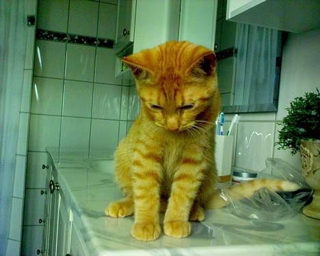 Blanding af racer Findus [Finn] billede 7