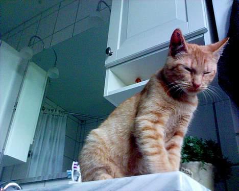 Blanding af racer Findus [Finn] billede 8