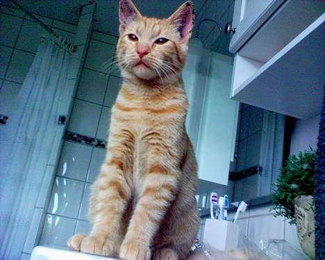 Blanding af racer Findus [Finn] billede 9