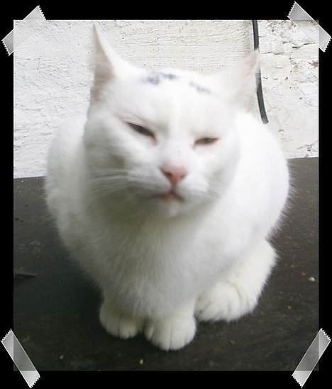 Huskat Snehvide *EFTERLYST* - Lurer lige ... billede 8