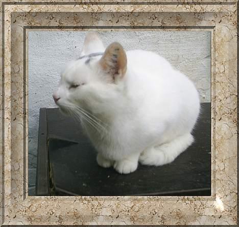 Huskat Snehvide *EFTERLYST* - Nu igen tror jeg hun tænker :-) billede 9