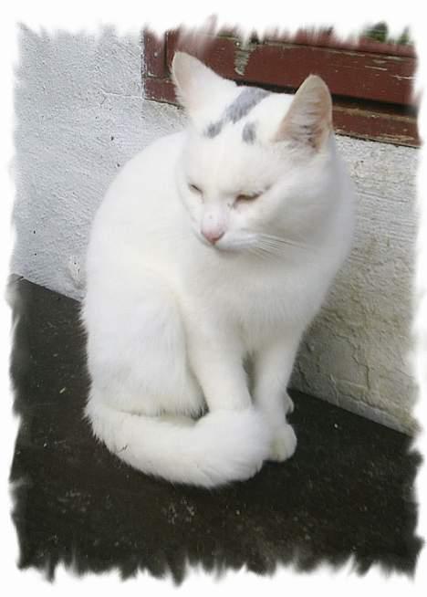 Huskat Snehvide *EFTERLYST* - Jeg er da smuk ;-) billede 10