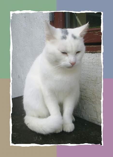 Huskat Snehvide *EFTERLYST* - :-) billede 11