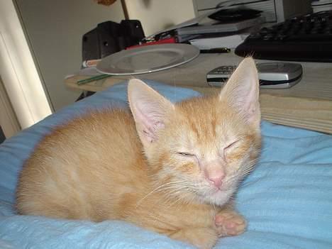 Blanding af racer Findus [Finn] - Ja, så lille var han da vi fik ham!! billede 10