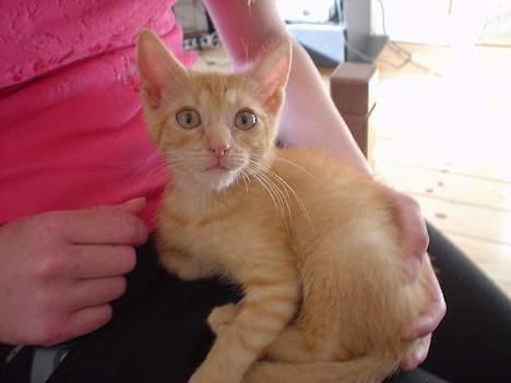 Blanding af racer Findus [Finn] - Så lille dengang ;-) billede 11