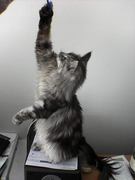 Maine Coon silver billede 16