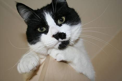 Huskat Oliver - Her er jeg så.. billede 1