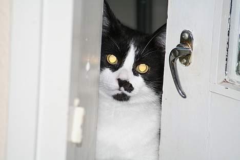 Huskat Oliver - Gemmer mig lige.. Kan du se mig ?? billede 2