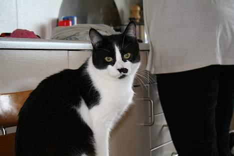 Huskat Oliver billede 3