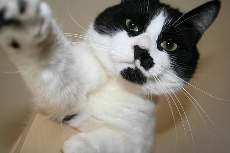 Huskat Oliver billede 5