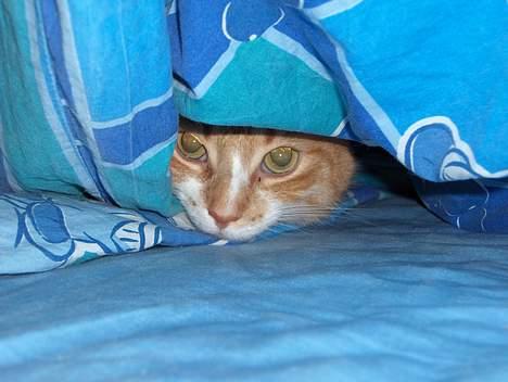 Huskat Fie billede 11