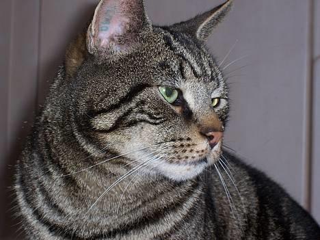 Blanding af racer O´Malley billede 1