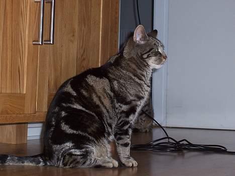 Blanding af racer O´Malley billede 2