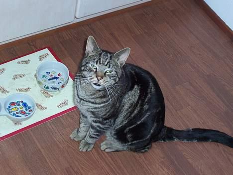 Blanding af racer O´Malley - Gir´ du lidt mad? billede 3