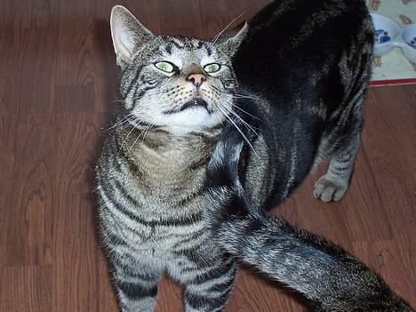 Blanding af racer O´Malley - Snif, snif... Syntes jeg kan lugte mad! billede 4