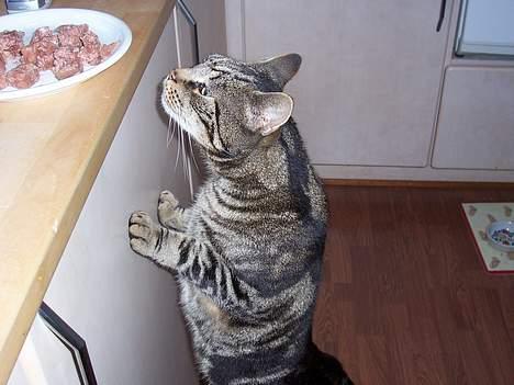 Blanding af racer O´Malley - Jo der var da mad:-) billede 5