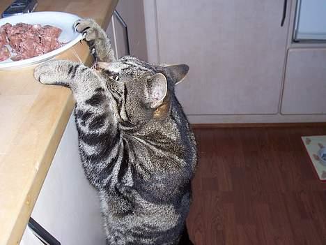 Blanding af racer O´Malley - Tror liiiige jeg snupper lidt.:-) billede 6