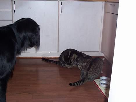 Blanding af racer O´Malley - Mmmmmnnnnnn.... billede 7