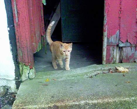 Blanding af racer Findus [Finn] billede 12