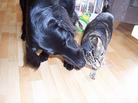 Blanding af racer O´Malley - Uhhh det klør! Kan du ik´li.... Åhhh ja det var godt! billede 8