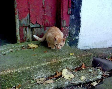 Blanding af racer Findus [Finn] billede 13