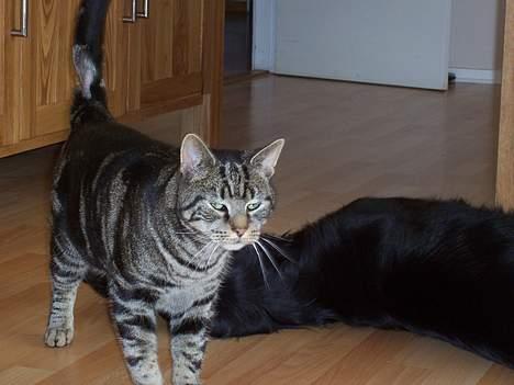 Blanding af racer O´Malley - Har været oppe og slås, derfor såret på halen...:-( billede 9