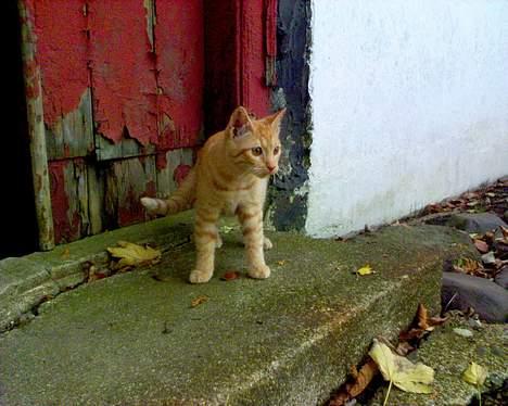 Blanding af racer Findus [Finn] billede 14