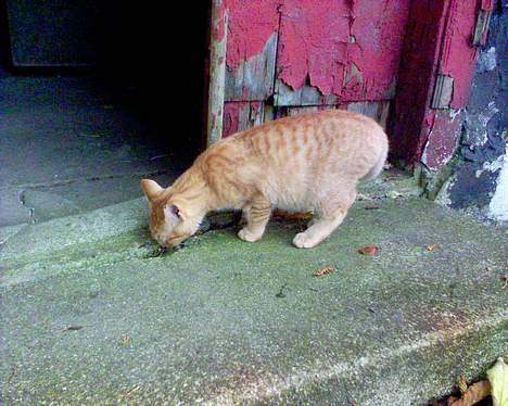 Blanding af racer Findus [Finn] billede 15