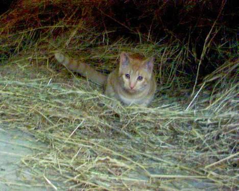 Blanding af racer Findus [Finn] billede 16