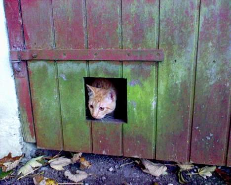 Blanding af racer Findus [Finn] billede 17