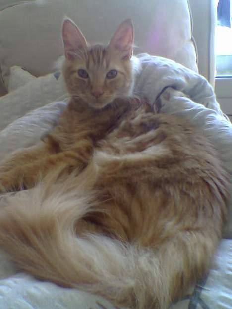 Blanding af racer Taz (Fået nyt hjem) - Taz billede 5