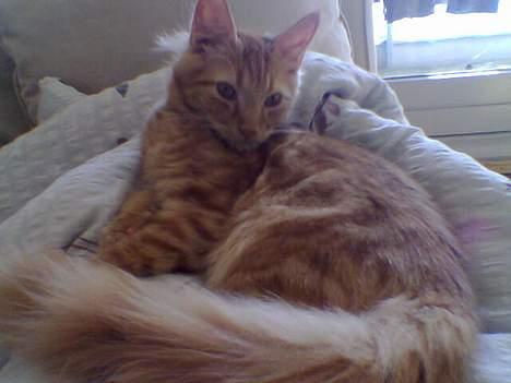 Blanding af racer Taz (Fået nyt hjem) - Taz billede 6