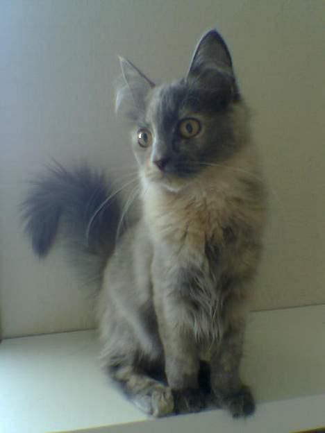 Blanding af racer Tessa *R.I.P* - Tessa billede 1