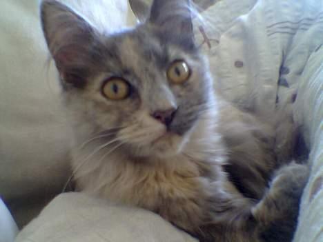 Blanding af racer Tessa *R.I.P* - Tessa billede 2