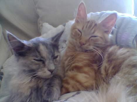 Blanding af racer Tessa *R.I.P* - Tessa og hendes bror Taz billede 3