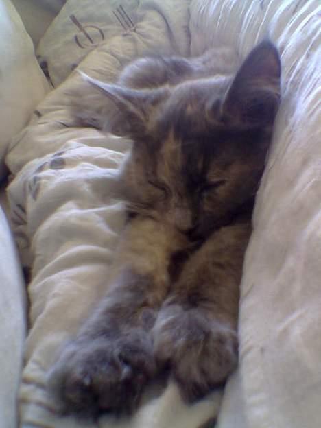 Blanding af racer Tessa *R.I.P* - Tessa billede 4