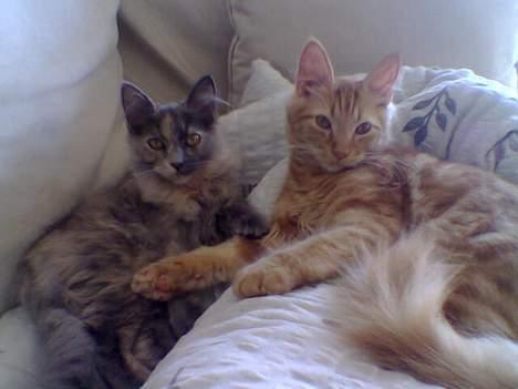 Blanding af racer Tessa *R.I.P* - Tessa og Taz billede 5