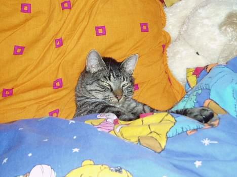 Blanding af racer Pusser billede 13