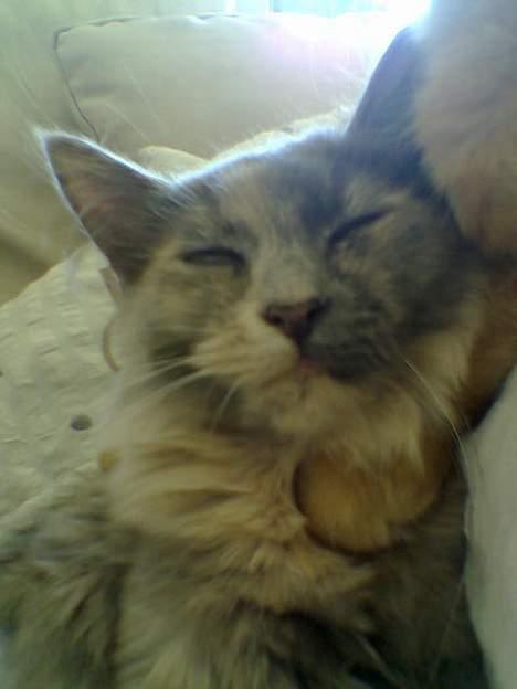 Blanding af racer Tessa *R.I.P* - Tessa billede 6