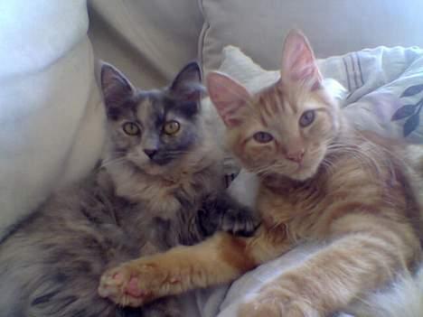 Blanding af racer Tessa *R.I.P* - Tessa og Taz billede 7